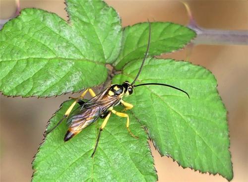 Réf. 348 607 : Cratichneumon coruscator